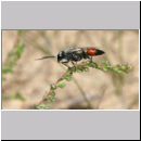 Astata boops - Wanzengrabwespe m09 9mm.jpg